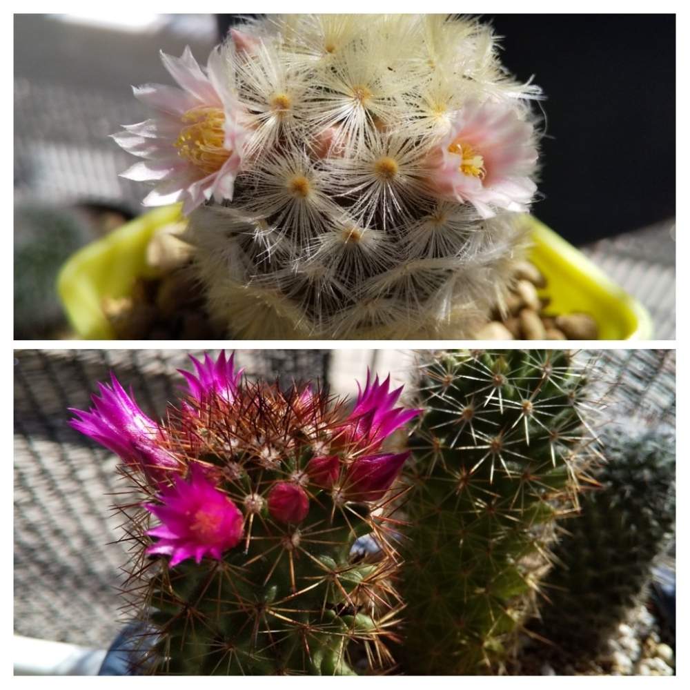 マミラリアの投稿画像 By コパンさん ダイソーとマミラリア属とマミラリア属 カルメナエ 月4月5日 Greensnap グリーンスナップ