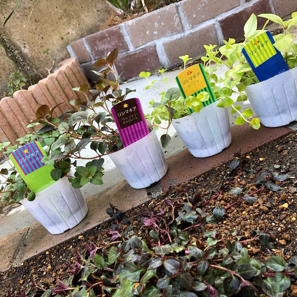 リシマキアオーレアの投稿画像 By まみこさん リシマキア ミッドナイトサンとリシマキア グリーンカーペットとリシマキア リッシーとリシマキア ペルシャンチョコレートと小さな庭と宿寝草と寄せ植えと花壇とガーデニングと花のある暮らしとグランドカバーと宿寝草と寄せ