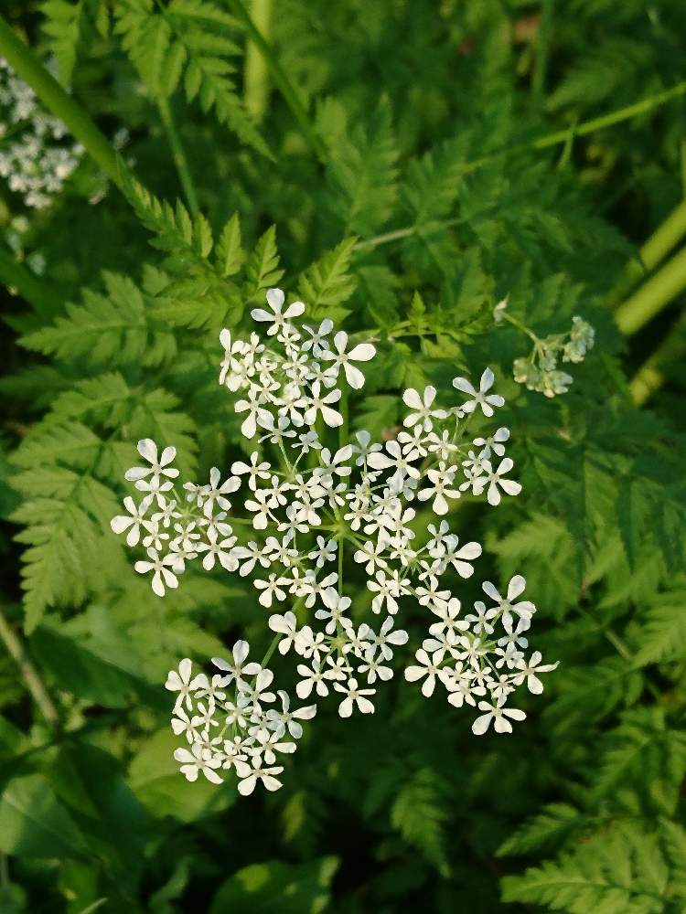 シャクの投稿画像 By おーじさん 野の花と野草とお写ん歩と山野草と雑草とお花探しと小さい花と花のある暮らし 月4月5日 Greensnap グリーンスナップ