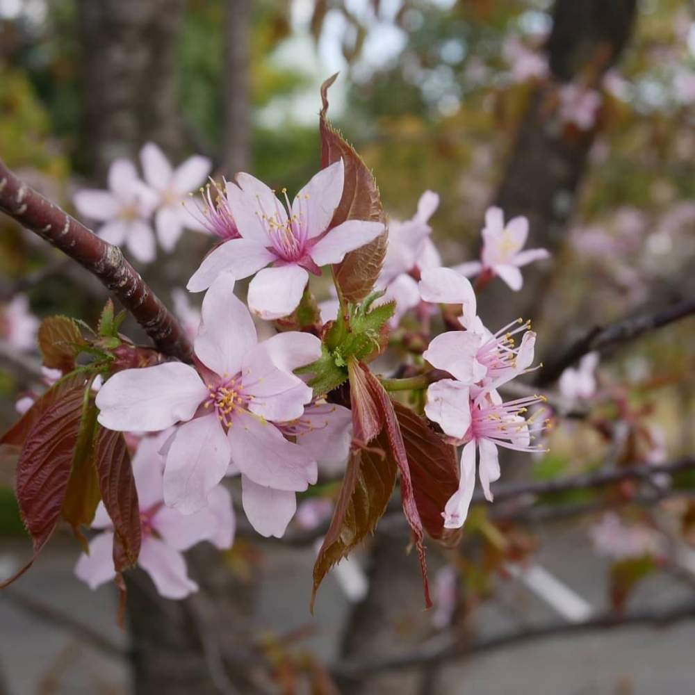 さくら サクラ 桜の投稿画像 By 花の首飾りさん 桜フォトコンとピンクの花と可愛い花とgs映えと散歩と春らしい色と花のある暮らしとかわいいと散歩中 月4月5日 Greensnap グリーンスナップ