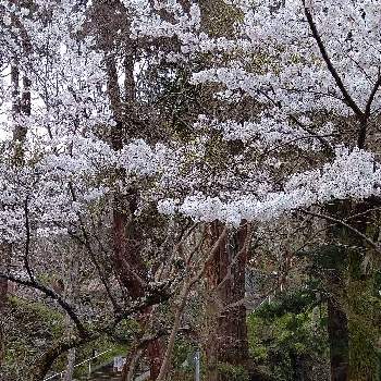 奈良県桜井市 談山神社の投稿画像一覧 Greensnap グリーンスナップ