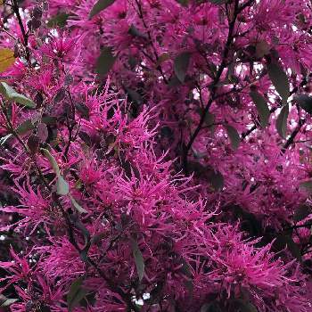 春の散歩の画像 by nicchimoさん | お出かけ先とベニバナトキワマンサクと春の散歩と春を待つ風景とこんな花だったんだ！と花のある暮らし
