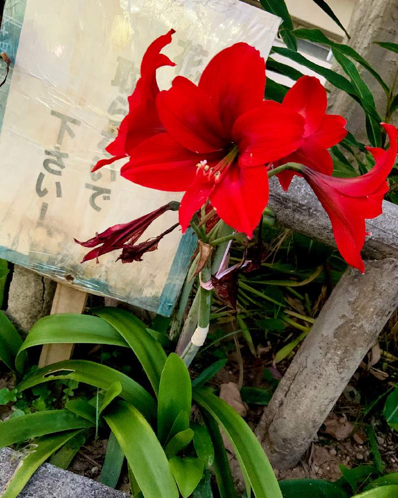 アマリリスの投稿画像 By すだちさん 月4月6日 Greensnap グリーンスナップ