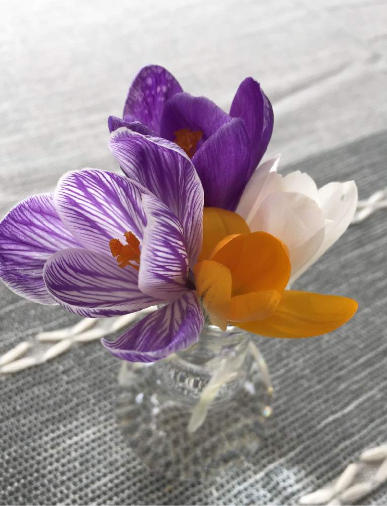 花のある暮らしの投稿画像 By Noripさん アメリカ コロラドとクロッカスの花とデンバー 月4月6日 Greensnap グリーンスナップ
