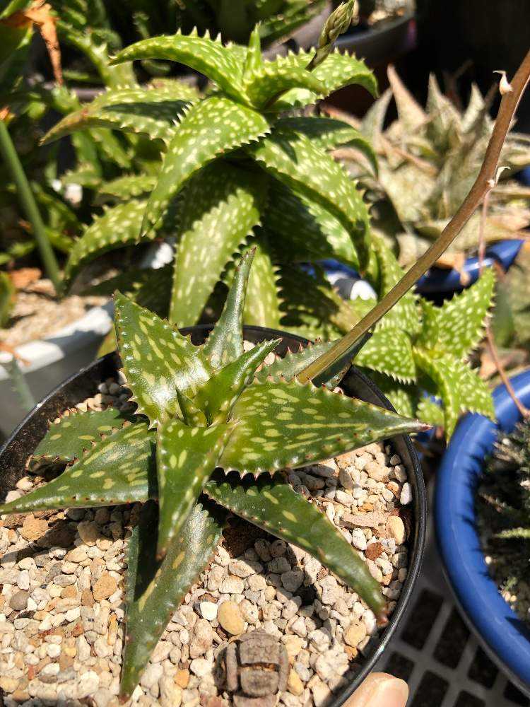 アロエ・ジュクンダ｜🍀GreenSnap（グリーンスナップ）