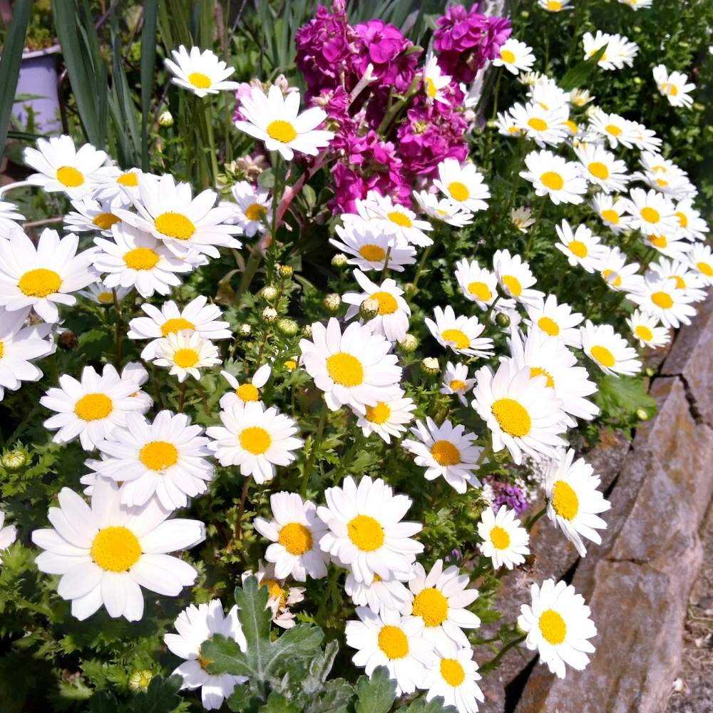 ノースポールの投稿画像 By ミキさん 小さな庭と春のお花と花壇とガーデニングと白い花と地植えと春のお花と花壇とガーデニングと白い花と地植え 月4月6日 Greensnap グリーンスナップ Greensnap グリーンスナップ ノースポールの投稿画像 By ミキさん 小さな庭と春のお花と花壇とガーデニングと白い花と地植えと春のお花と花壇とガーデニングと白い花と地植え 月4月6日 Greensnap グリーンスナップ Greensnap グリーンスナップ