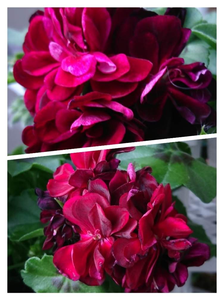 アイビーゼラニウム の投稿画像 By はるちっちさん ゼラニウムと赤紫の花とガーデニングと花のある暮らしと鉢植えゼラニウム 月4月6日 Greensnap グリーンスナップ