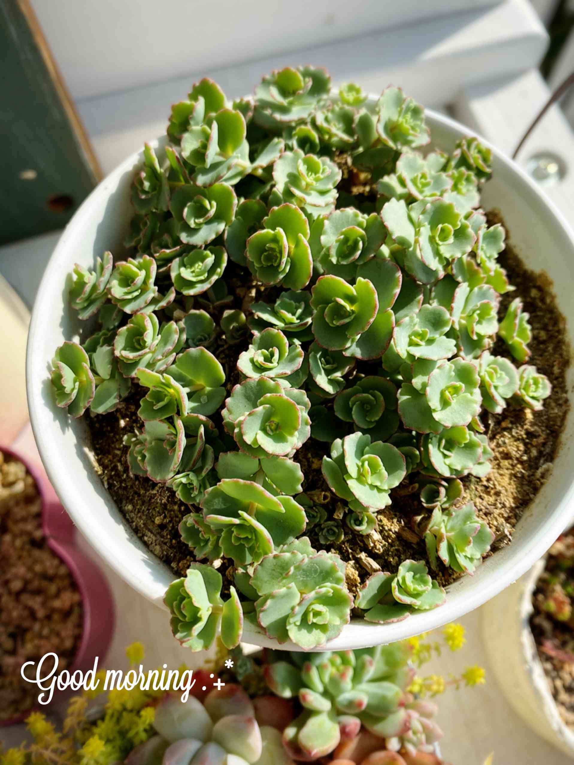 間もなく締め切り〆 越中ミセバヤ カット苗 多肉植物 間もなく締め切り〆 越中ミセバヤ カット苗 多肉植物