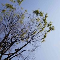 ケヤキ,通勤路にての画像