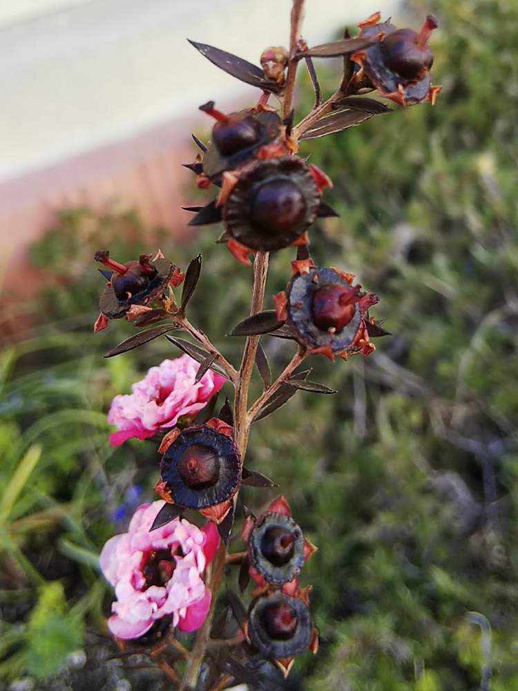 ギョリュウバイの投稿画像 By Rocoさん 相談と1 000万枚突破と小さな庭とセダムセット希望と相談と1 000万枚突破とセダムセット希望 月4月6日 Greensnap グリーンスナップ Greensnap グリーンスナップ ギョリュウバイの投稿画像 By Rocoさん 相談と1 000万枚突破と小さな庭とセダムセット希望と相談と1 000万枚突破とセダムセット希望 月4月6日 Greensnap グリーンスナップ Greensnap グリーンスナップ