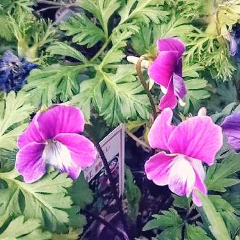 池袋で買った植物の画像 by 南の風さん | 紅鶴スミレとピンクの花と日本のスミレとエイザンスミレ ♡とすみれ( 菫 )と花のある暮らしとかわいい花と池袋で買った植物
