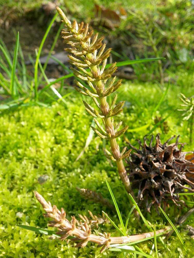 スギナの投稿画像 By 愛でるさん 山野草と苔こけと苔輪ピック選考会と春の草花と近所散歩と花のある暮らしとトクサ科と苔輪ピック第一週 月4月6日 Greensnap グリーンスナップ