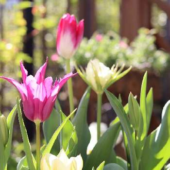 チューリップ 夢の紫の画像 by さちはなさん | 小さな庭とチューリップ　スイートハートとチューリップ 夢の紫とチューリップ桃太郎とチューリップ ホワイトバレーとグリーンのある暮らしと『秋植え球根2020』フォトコンテストと寄せ植えと富山産チューリップと4月と富山名産チューリップ20球詰め合わせと今日の１枚と チューリップと花のある暮らし