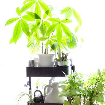 ワゴンの画像 by Kaneyukiさん | 窓辺とパキラとシンゴニウムとムスカリと観葉植物とワゴンと新生活を彩る観葉植物フォトコン