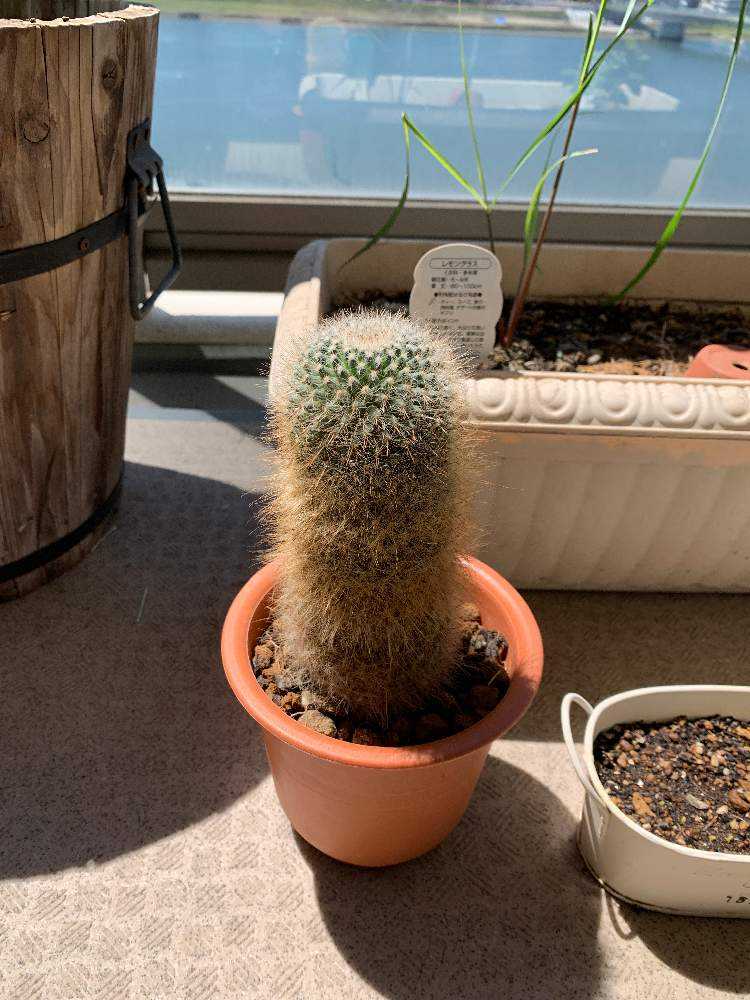 うちの多肉・時々サボテンの成長記録🌵｜🍀GreenSnap（グリーンスナップ）