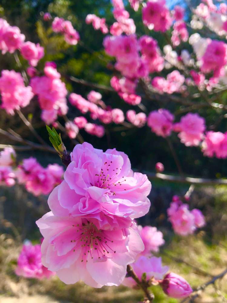 愛知県の投稿画像 By Miっぽいさん いい天気と青い空にピンクの花とコロナに負けるな とハナモモ 月4月6日 Greensnap グリーンスナップ