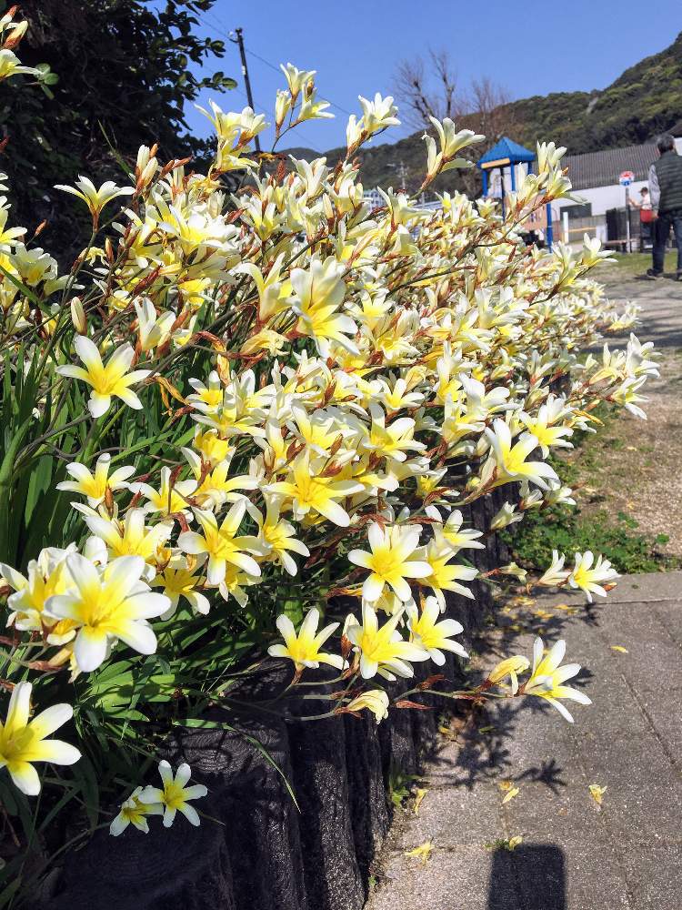 スパラキシスの投稿画像 By ミッキーさん 春のお花と花っていいねと今日の一枚と黄色の花と花のある暮らしとクリーム色の花とスマホ撮りと春だなぁ 月4月6日 Greensnap グリーンスナップ