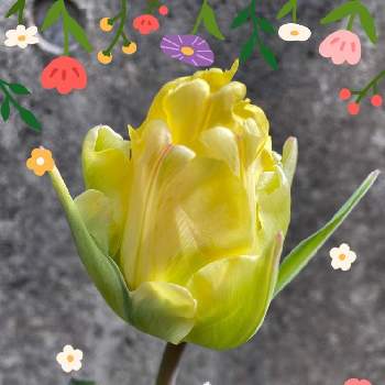 八重咲きチューリップアイスクリームの画像 by ひみつのアッコちゃんさん | 八重咲きチューリップアイスクリームと花のある暮らしと花畑と鉢植えの花