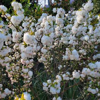 花癒しの画像 by momoさん | ニワザクラと花のある風景と今日の私の写真と我が家の庭と花好きと花のある暮らしと花癒し