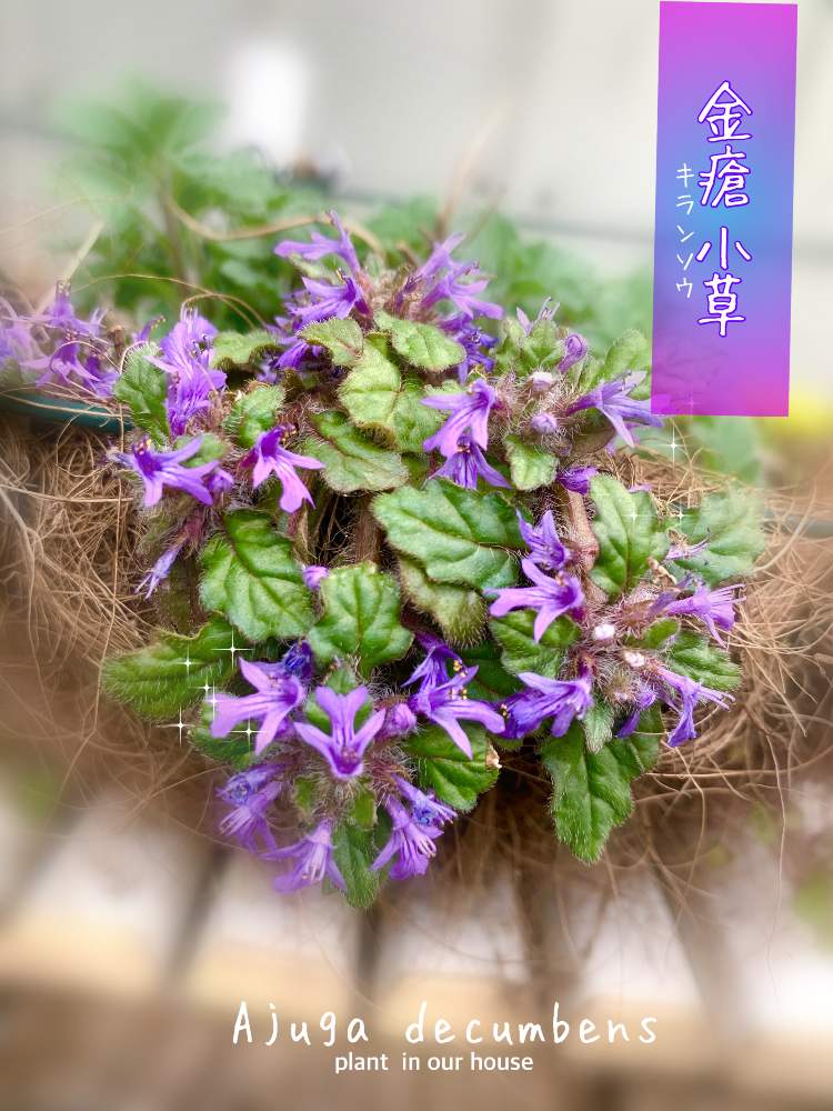 キランソウの投稿画像 By Kane Flowerさん 花のある暮らしと埼玉県と中ぐらいの庭 月4月6日 Greensnap グリーンスナップ