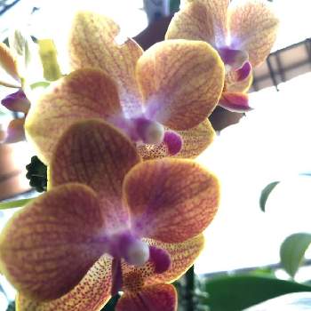 ラン栽培の投稿画像一覧 Greensnap グリーンスナップ