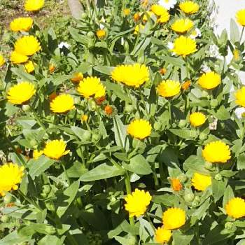 大っきくなぁ～れの画像 by みーさんさん | 小さな庭と大っきくなぁ～れとお休みの日とカレンジュラ♡ときょうは、晴れ☀️とガーデニング雑貨とわんこのいる庭と花のある暮らしと寄せ植え大好きと小花好きと黄色いお花とガーデニング日和