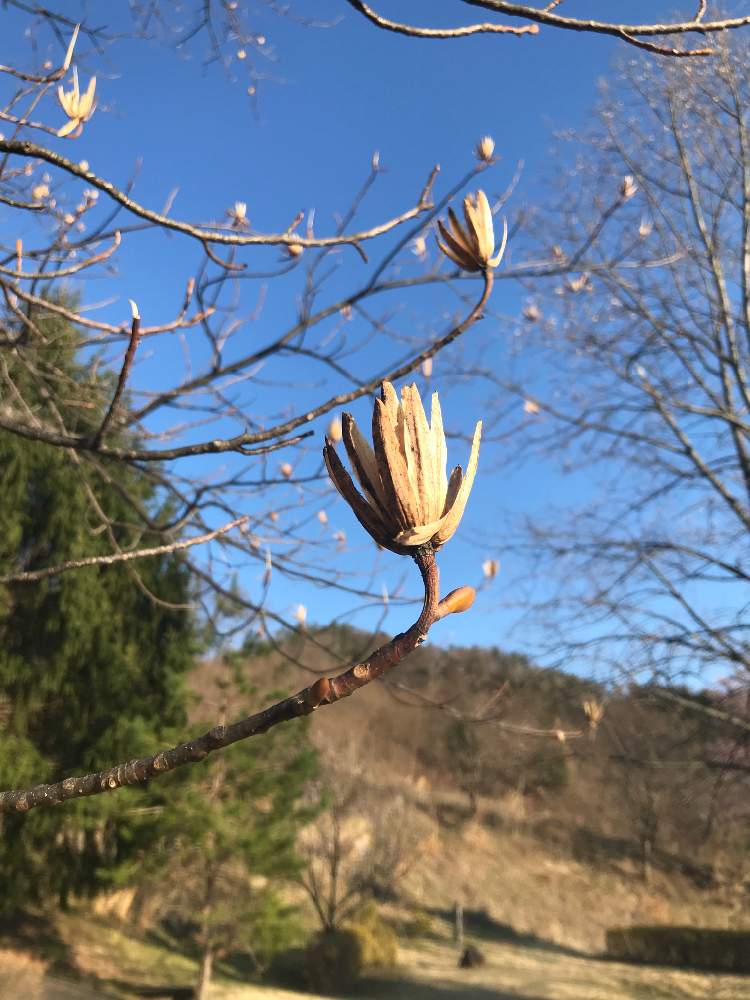 まゆりんさんの投稿画像 04 06 16 47 27 0 Greensnap グリーンスナップ Greensnap グリーンスナップ