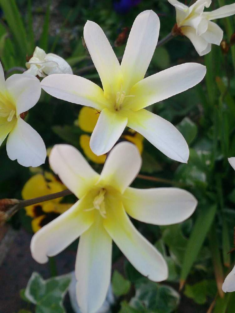 けんとさんの投稿画像 月4月6日 Greensnap グリーンスナップ