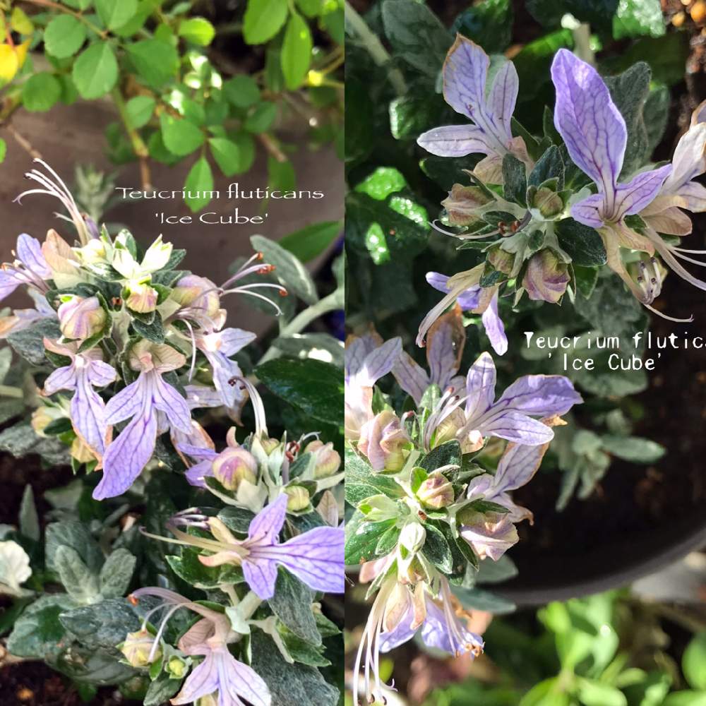 ツリージャーマンダーの投稿画像 By Miccoさん ハーブとシルバーリーフと薄紫色の花とパープルの花 月4月6日 Greensnap グリーンスナップ