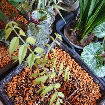 小藤の投稿画像一覧 Greensnap グリーンスナップ