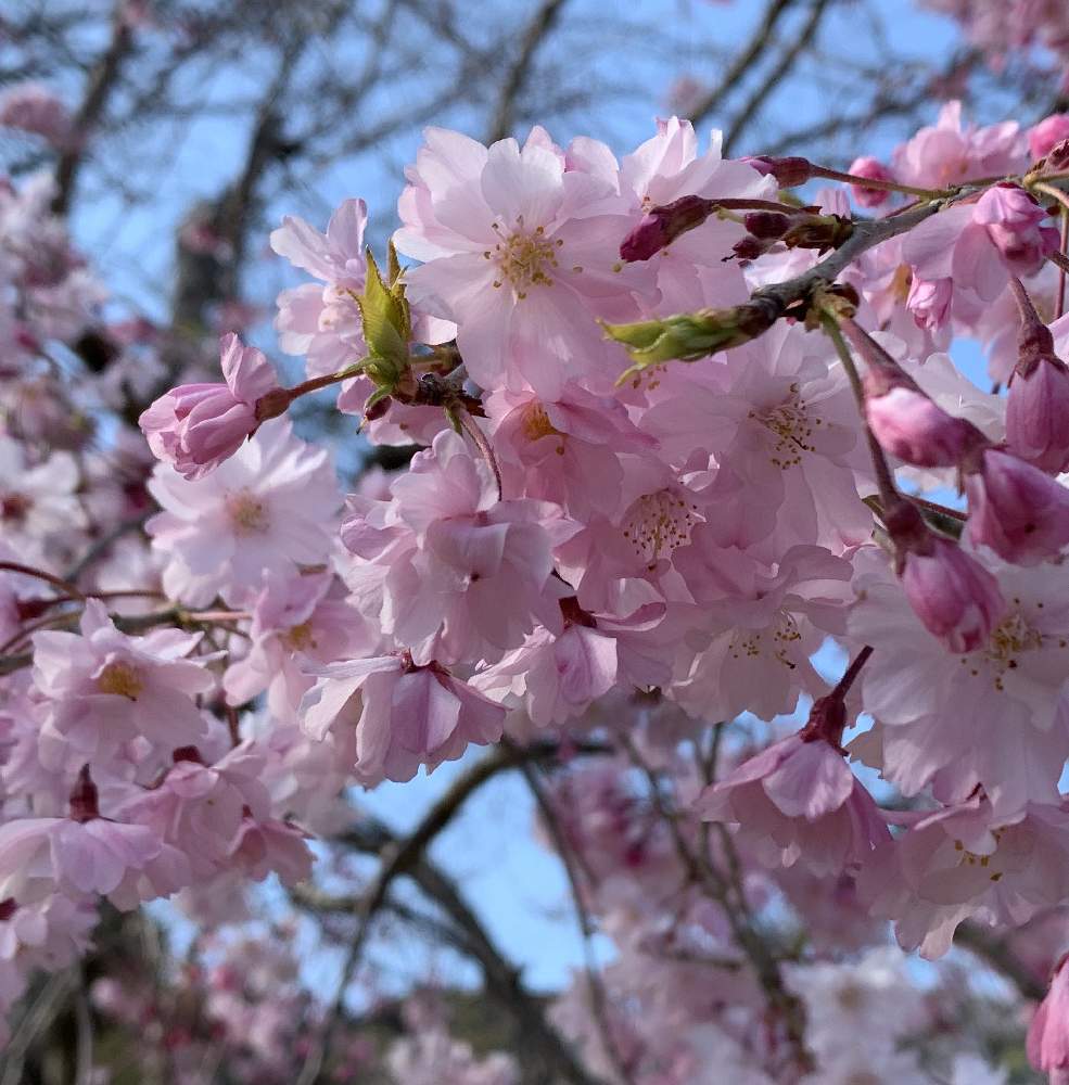八重紅しだれ桜の投稿画像 By きのこのこのこさん 桜フォトコン 月4月6日 Greensnap グリーンスナップ