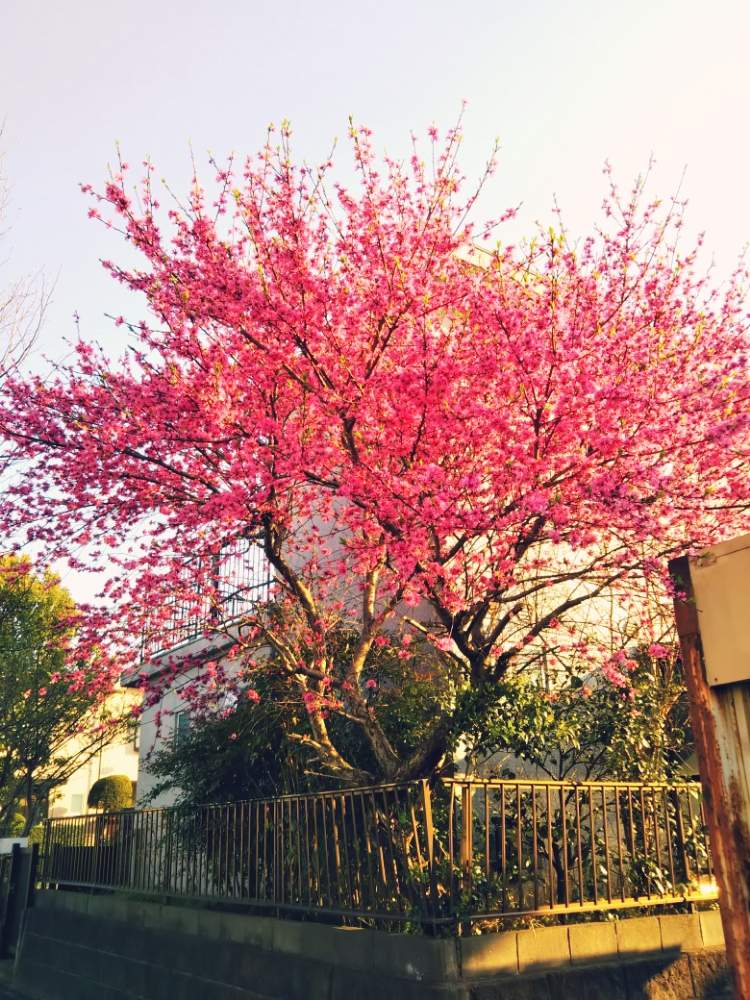 お出かけ先の画像 by kazahanaさん | お出かけ先とキクモモと花のある暮らしと春満開と植物散歩と毎年楽しみに