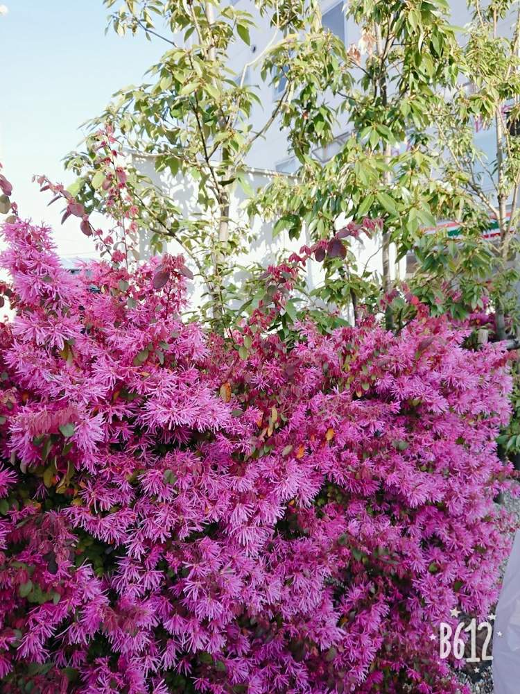 ベニバナトキワマンサクの投稿画像 By ゆきこさん 花のある暮らしと植中毒 月4月6日 Greensnap グリーンスナップ