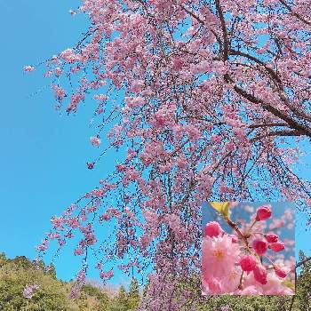 八重枝垂れ桜の画像 by ケロケロさん | お出かけ先と八重枝垂れ桜と2020桜フォトコン