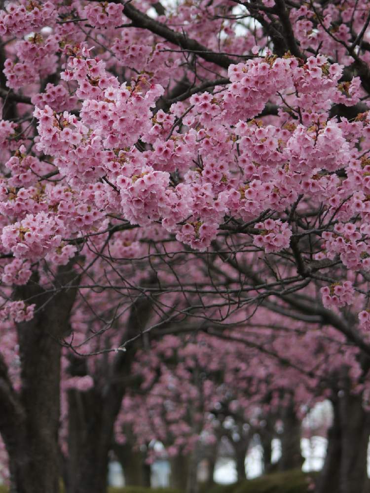 陽光桜の投稿画像 By いろはやさん 桜の花びら散る前にとお出かけ先と桜フォトコンと桜の花びら散る前にと桜フォトコン 月4月6日 Greensnap グリーンスナップ Greensnap グリーンスナップ