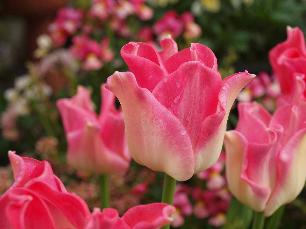 チューリップの投稿画像 By たまちゃんさん チューリップ クラウンオブダイナスティーとピンクの花と花の15年組とクラウン咲きとガーデニングと花のある暮らしと球根植物 月4月6日 Greensnap グリーンスナップ