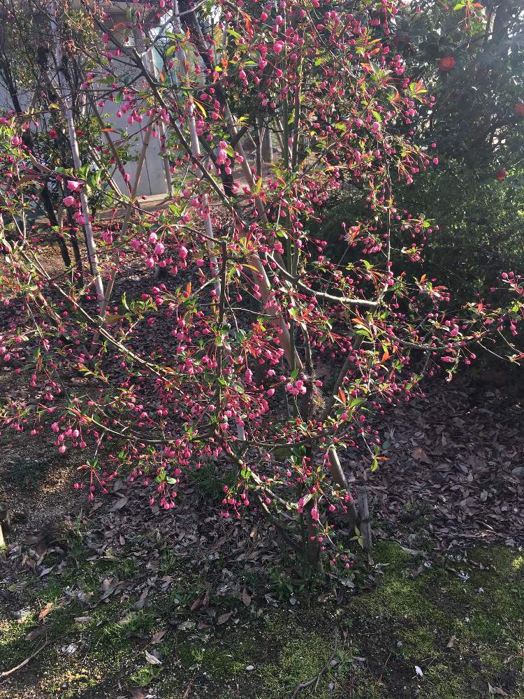 ハナカイドウ 花海棠 の投稿画像 By ひつじさん 月4月6日 Greensnap グリーンスナップ