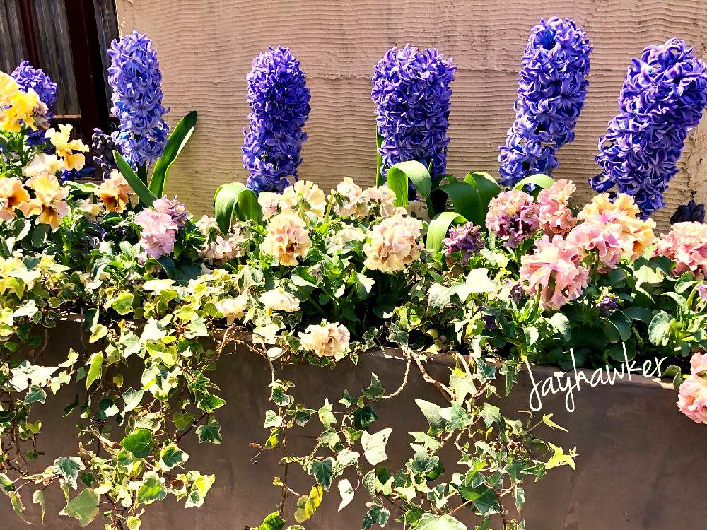 パンジー ビオラの投稿画像 By Jayhawkerさん ヒヤシンス ブルージャケットとパンジー ローブドゥアントワネットとローブ ドゥ アントワネットとサカタのタネとサトウ園芸と 秋植え球根 フォトコンテストとおうち園芸と おうち園芸 フォトコンテストとおうち