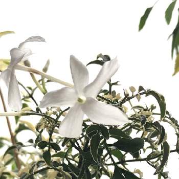 ハゴロモジャスミンの花の画像 by nicoさん | ハゴロモジャスミン ミルキーウェイと観葉植物と成長記録とソケイ属とハゴロモジャスミンの花とモクセイ科