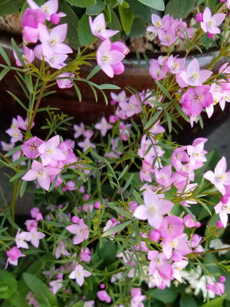 ボロニアピナータの投稿画像 By りょうたんさんさん 寄せ植えと花のある暮らしと小花会 月4月7日 Greensnap グリーンスナップ