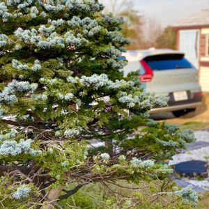 シンボルツリー,クリスマスツリー,ピセア プンゲンス モンゴメリー,Picea pungens Montgomeryの画像