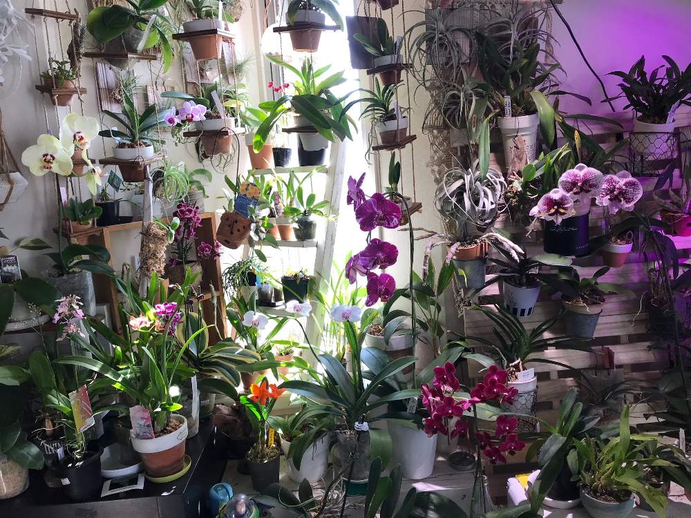 コチョウランの投稿画像 By さちこさん 胡蝶蘭とミニ胡蝶蘭とミニカトレアと洋蘭と着生ランとラン科とファレノプシス属とチランジア属と着生蘭と洋ランと花のある暮らしと洋蘭原種とエアープランツ チランジアとハンギングと東の出窓 月4月7日 Greensnap