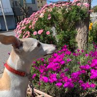 マーガレット,マツバギク,犬の散歩,お出かけ先の画像