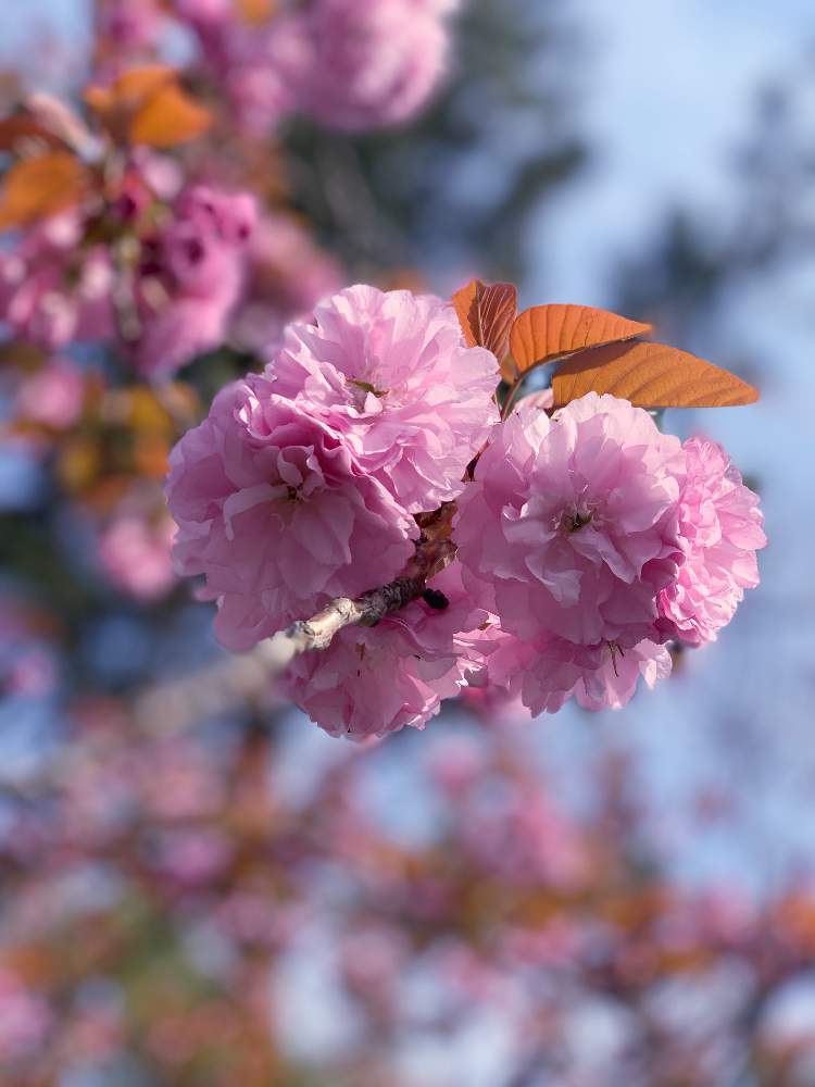 桜 関山 かんざん の投稿画像 By Saoriさん 月4月7日 Greensnap グリーンスナップ