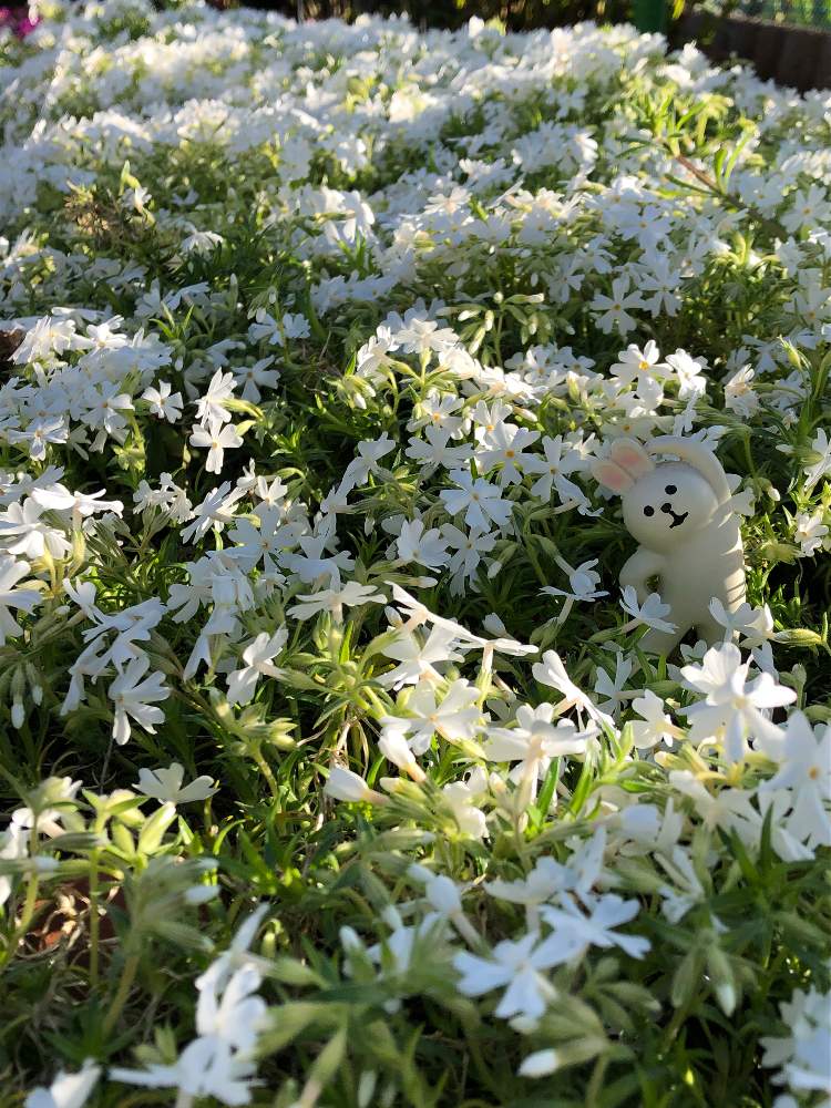 芝桜の投稿画像 By ちゃこさん 芝桜 白と無修正とさいた と白いはなと可愛い と我が家の庭と花のある暮らしと白い花とiphone撮影 月4月7日 Greensnap グリーンスナップ