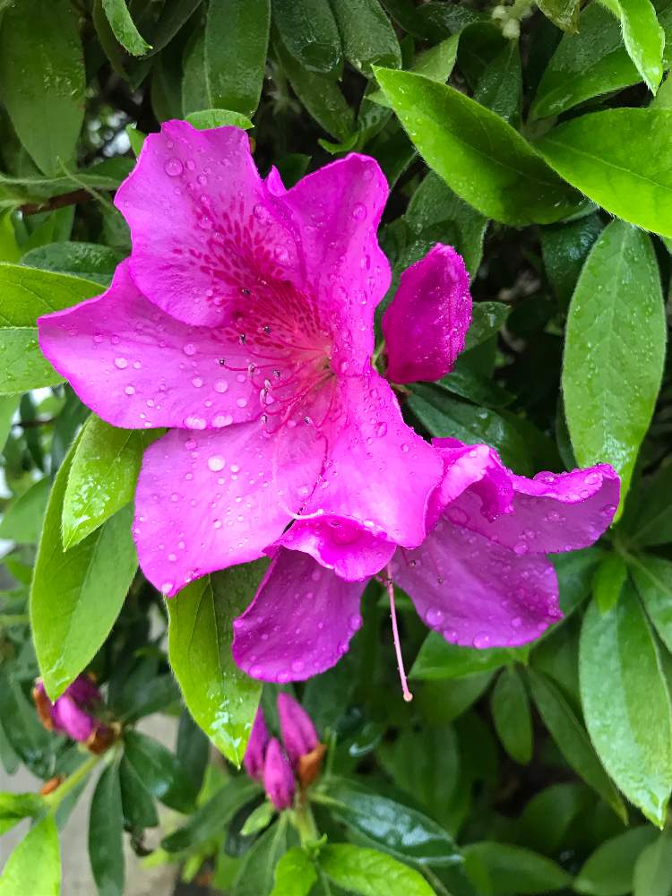 ツツジの投稿画像 By 涼さん まだまだ咲くよ と明るい色と青い空の下といいね ありがとう と花のある暮らしとまだまだ咲くよ と明るい色と青い空の下といいね ありがとう と花のある暮らし 月4月7日 Greensnap グリーンスナップ Greensnap