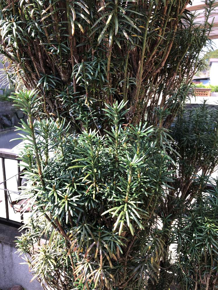 チョウセンマキの投稿画像 By ふくちゅかさん 月4月7日 Greensnap グリーンスナップ