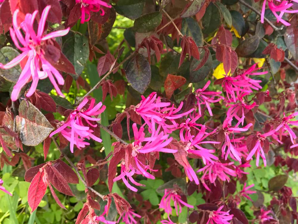 ベニバナトキワマンサクの投稿画像 By 和ちゃんやでさん ピンクの花とはるが来た と美しいと綺麗と綺麗な色 と生垣 月4月7日 Greensnap グリーンスナップ