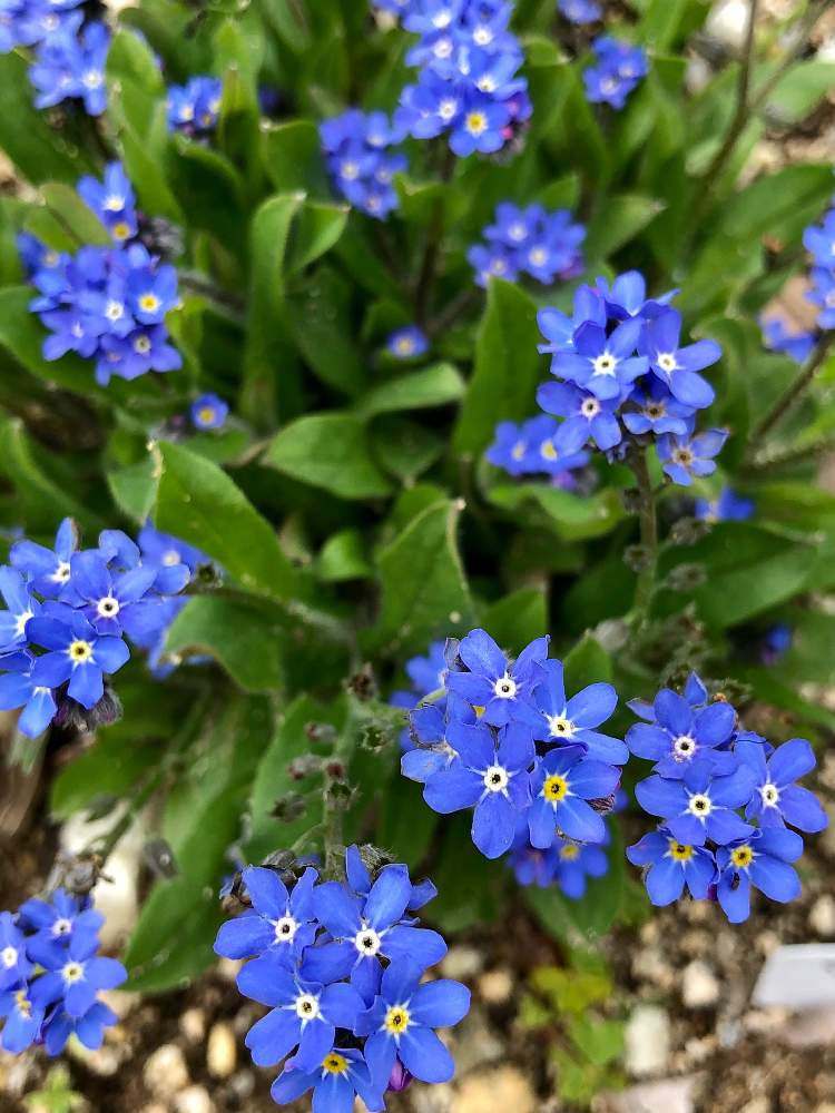 ワスレナグサの投稿画像 By みずいろさん かわいいと小さいと花のある暮らしと青の妖精と青い花と青色 月4月7日 Greensnap グリーンスナップ
