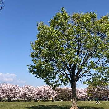 さむかわ中央公園の投稿画像一覧 Greensnap グリーンスナップ